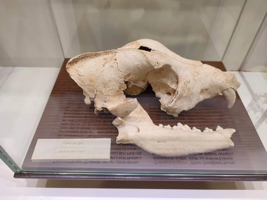 Museo Arqueológico (MAGA) dinosaurios